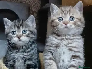 British Shorthair cats British kittens - Advert 14