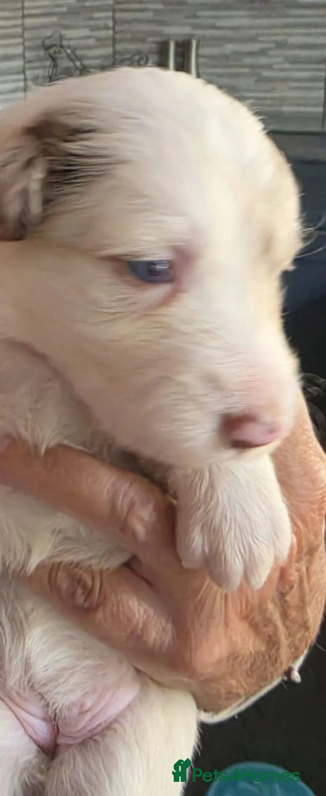 Border Collie dogs for sale: Blue eyed Red Merle  - Advert 2