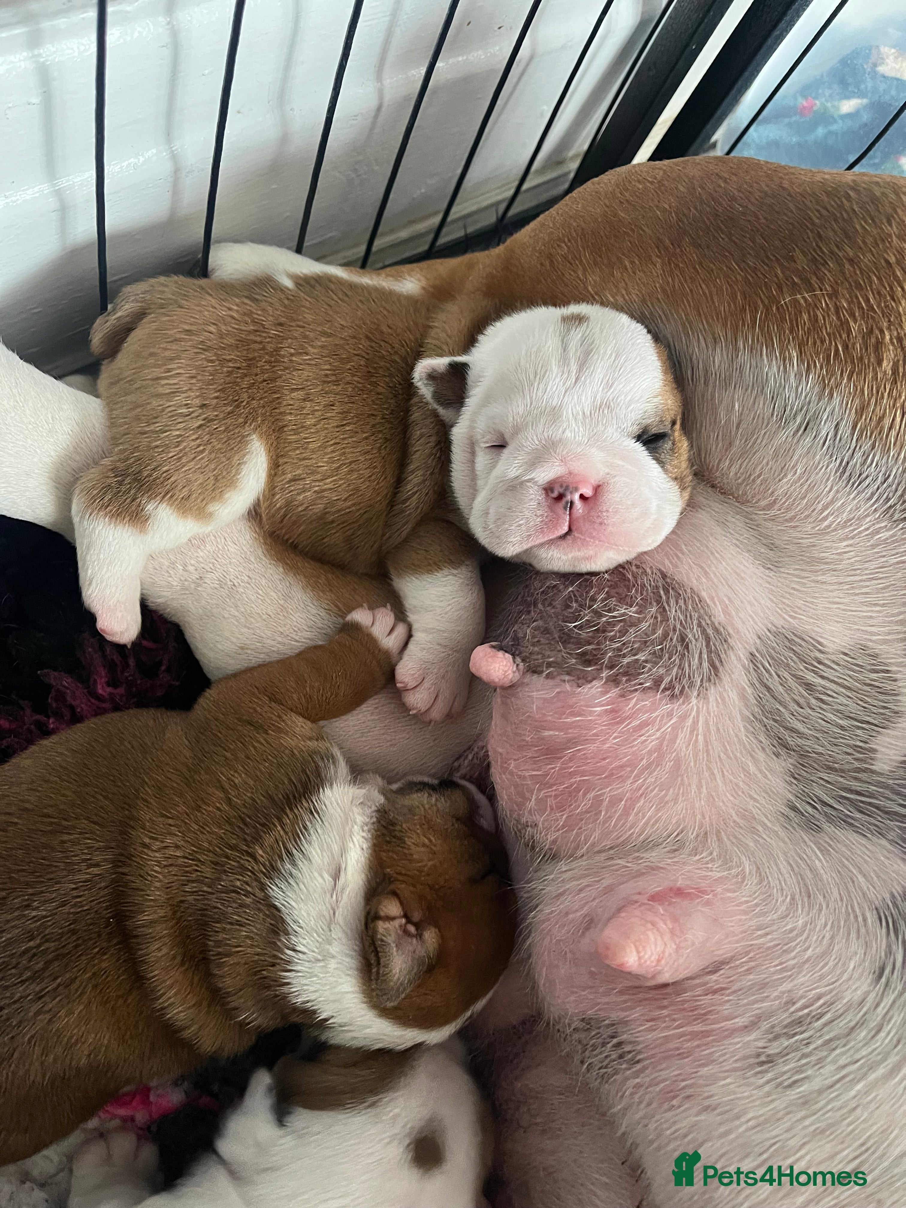 English Bulldog dogs 5 standard bulldogs silver health tested parents  - Advert 2