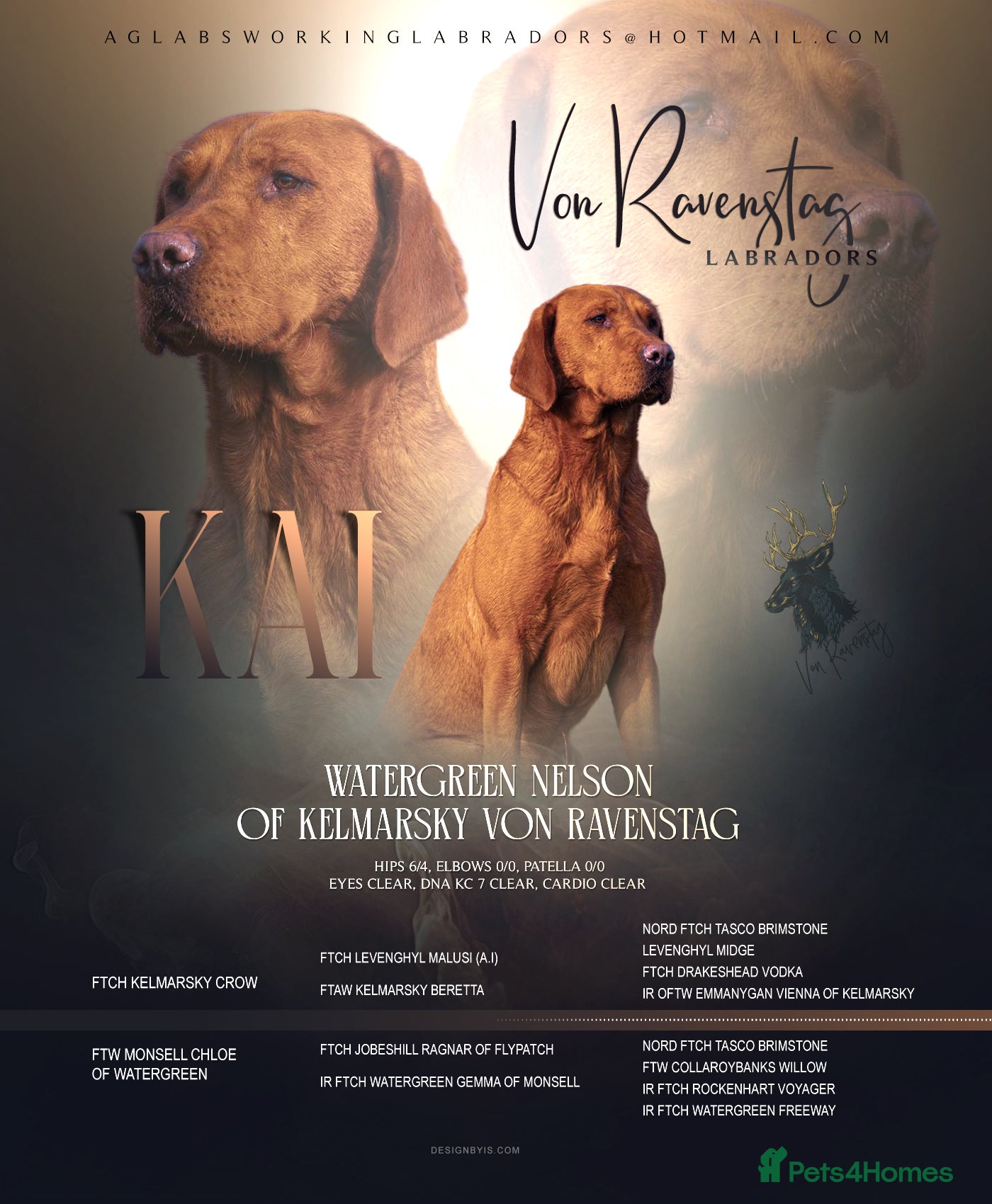 Labrador Retriever dogs EXCEPTIONAL WINNING HEALTH TESTED FOX RED LAB STUD in Grantham - Advert 11