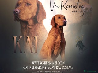 Labrador Retriever dogs in Grantham - Advert 4