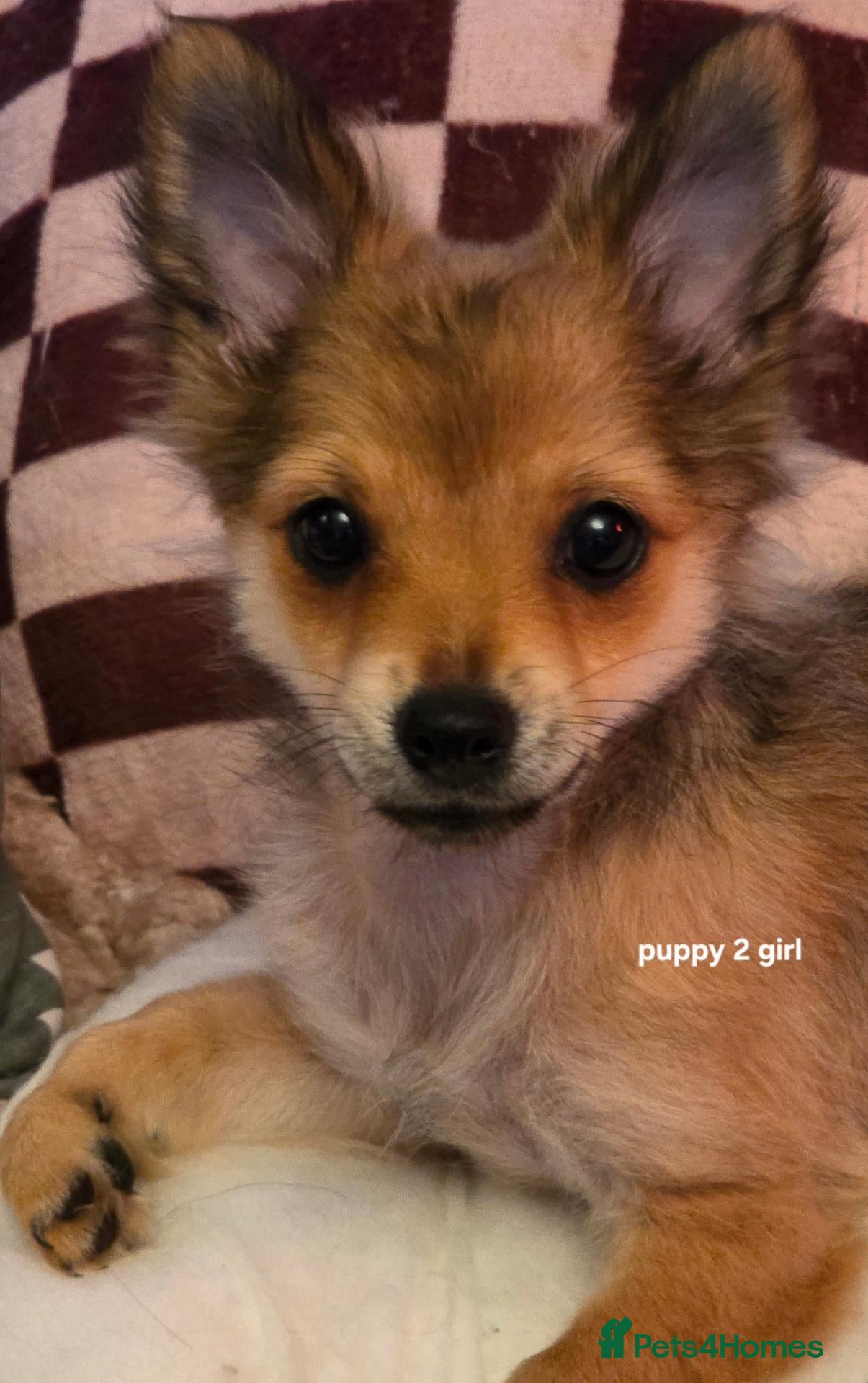 Pomchi dogs Pomchi puppies ready to go now - Advert 2
