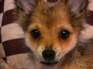 Pomchi dogs Pomchi puppies ready to go now - Advert 2