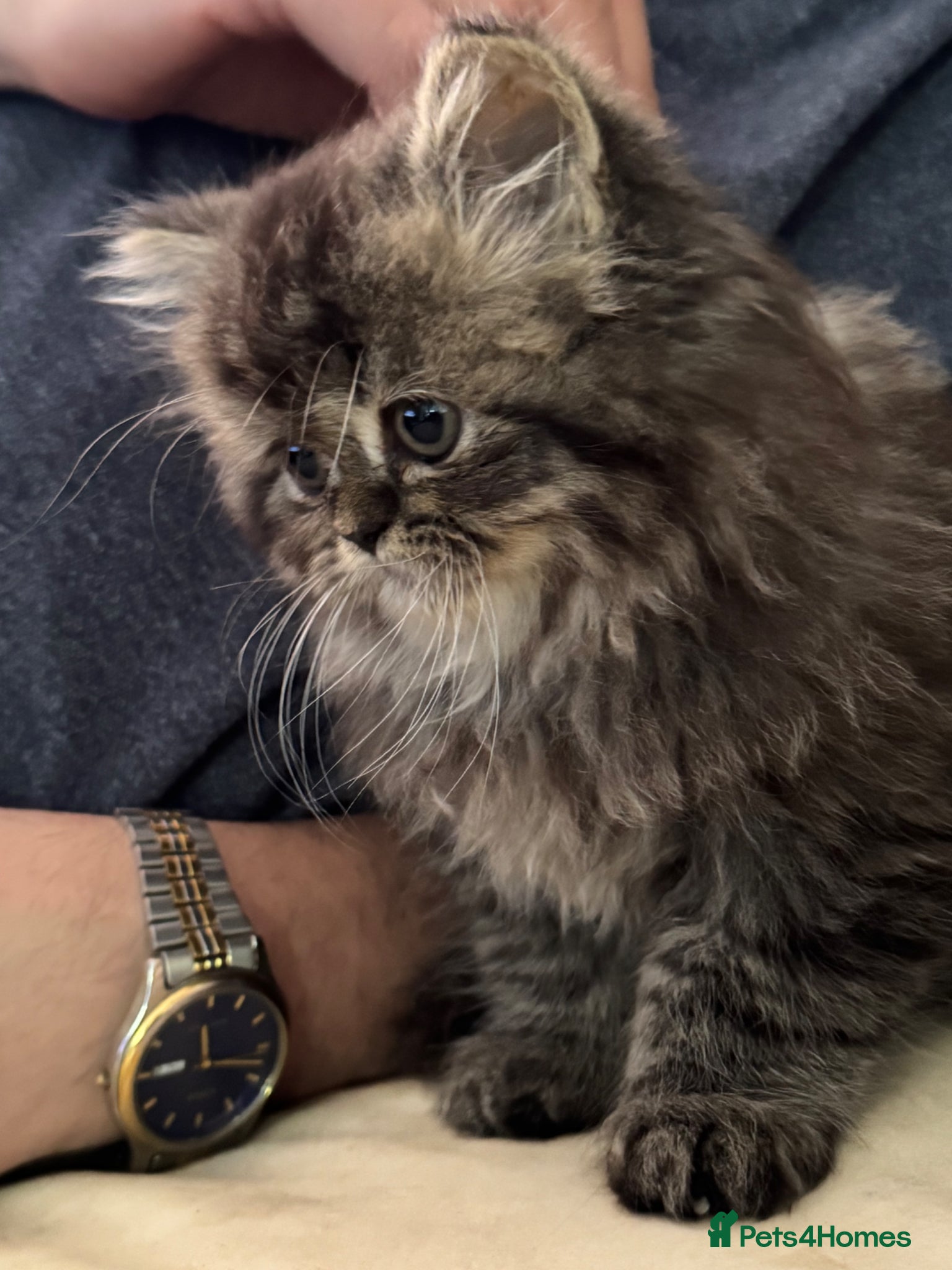 Persian cats for sale: Persian chinchilla  - Advert 9