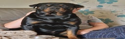 Rottweiler dogs for stud: Proven rottweiler stud NOT KC"d  - Advert 1