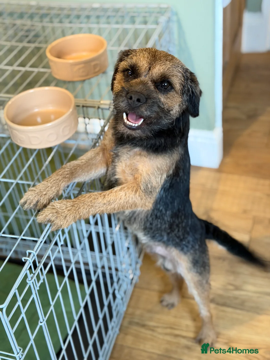 Border Terrier dogs for stud: Border terrier for Stud *SLEM clear* in Northallerton - Advert 5