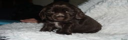 Cocker Spaniel dogs for sale: KC Reg Show Type Cocker Spaniel Puppies - Advert 6