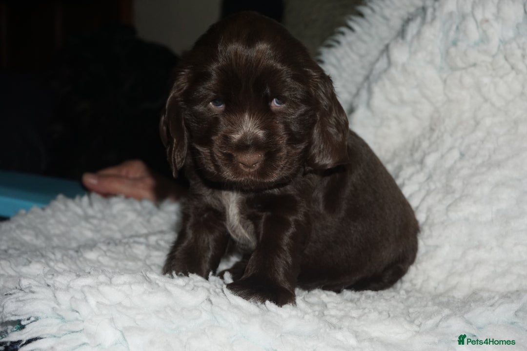Cocker Spaniel dogs for sale: KC Reg Show Type Cocker Spaniel Puppies - Advert 6
