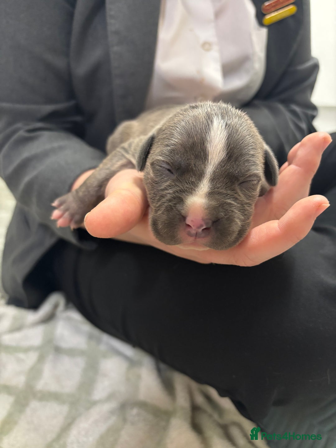 Staffordshire Bull Terrier dogs for sale: Staffy pups  - Advert 12