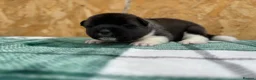 Akita dogs for sale: KC Reg American Akita puppies - Advert 5