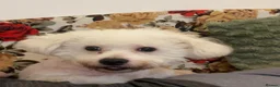 Bichon Frise dogs for sale: Selling my little girl - Advert 2