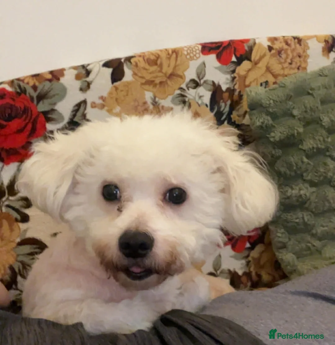 Bichon Frise dogs for sale: Selling my little girl - Advert 2