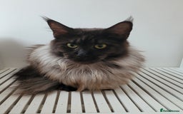 Maine Coon cats for sale: Tica registered maine coon kittens  - Image 24