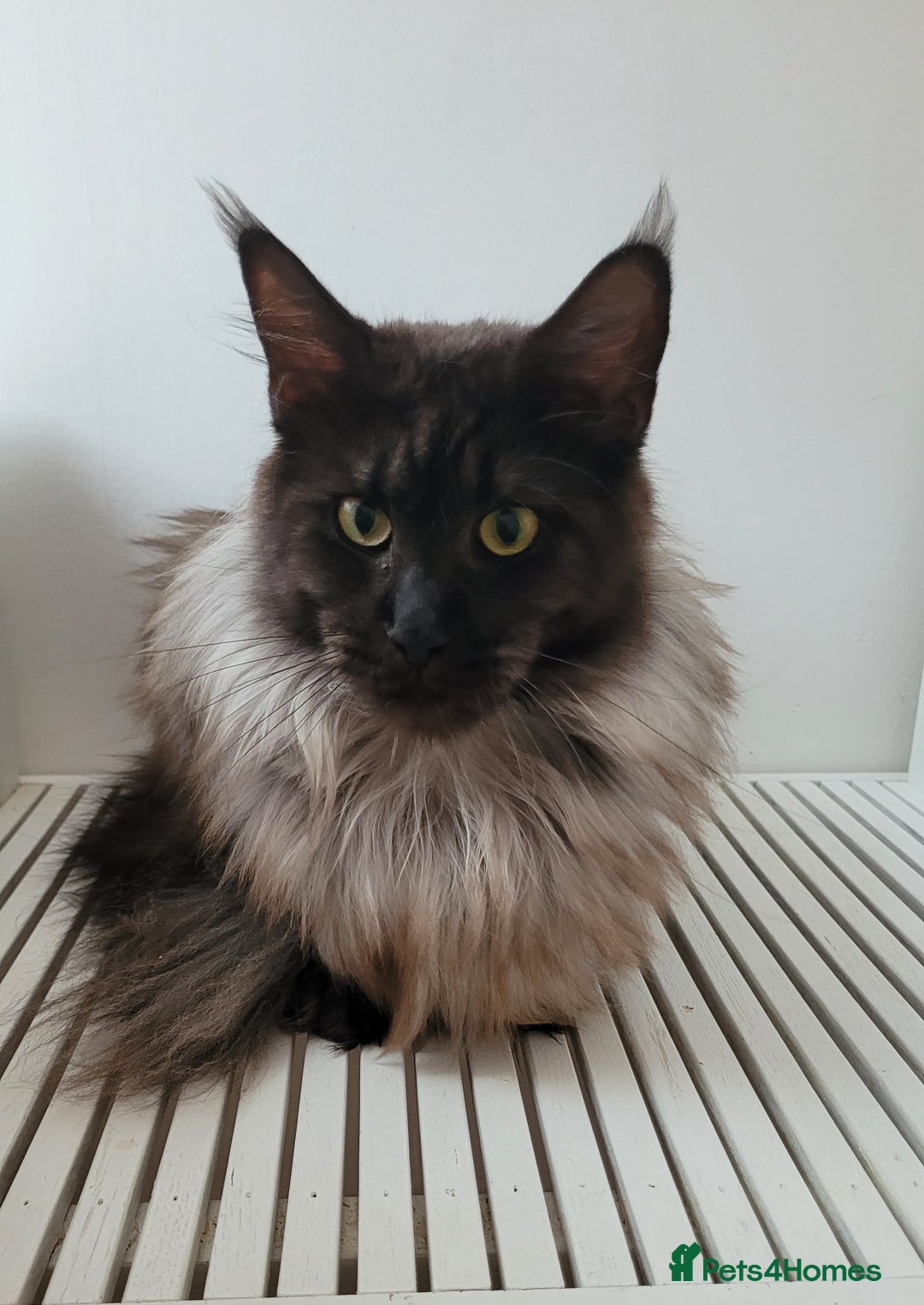 Maine Coon cats for sale: Tica registered maine coon kittens  - Image 24