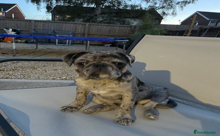 Pug dogs - Advert 1