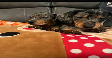 Dachshund dogs - Advert 6