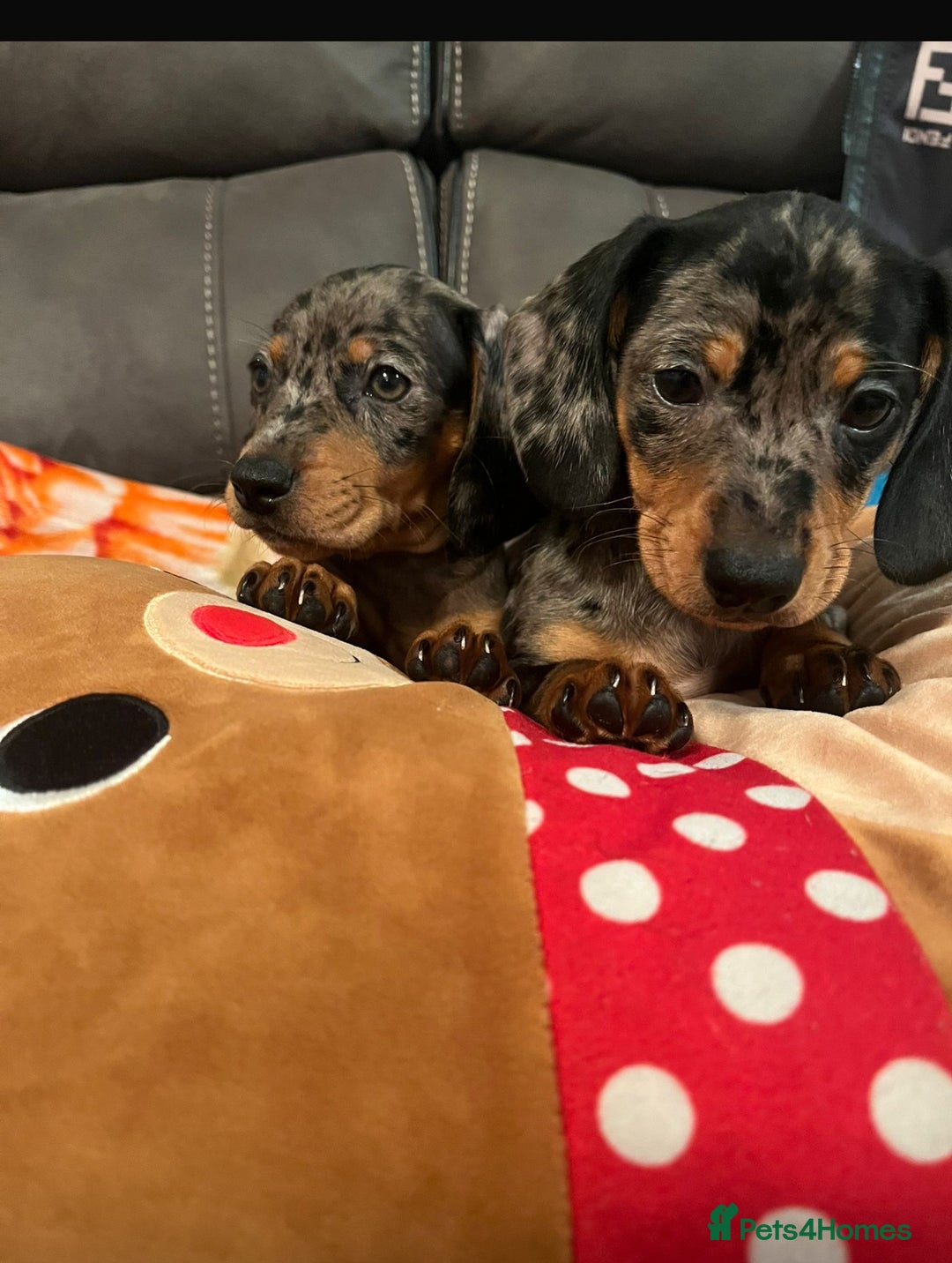 Dachshund dogs for sale: Just one girl left. Ready for her new homes - Advert 3