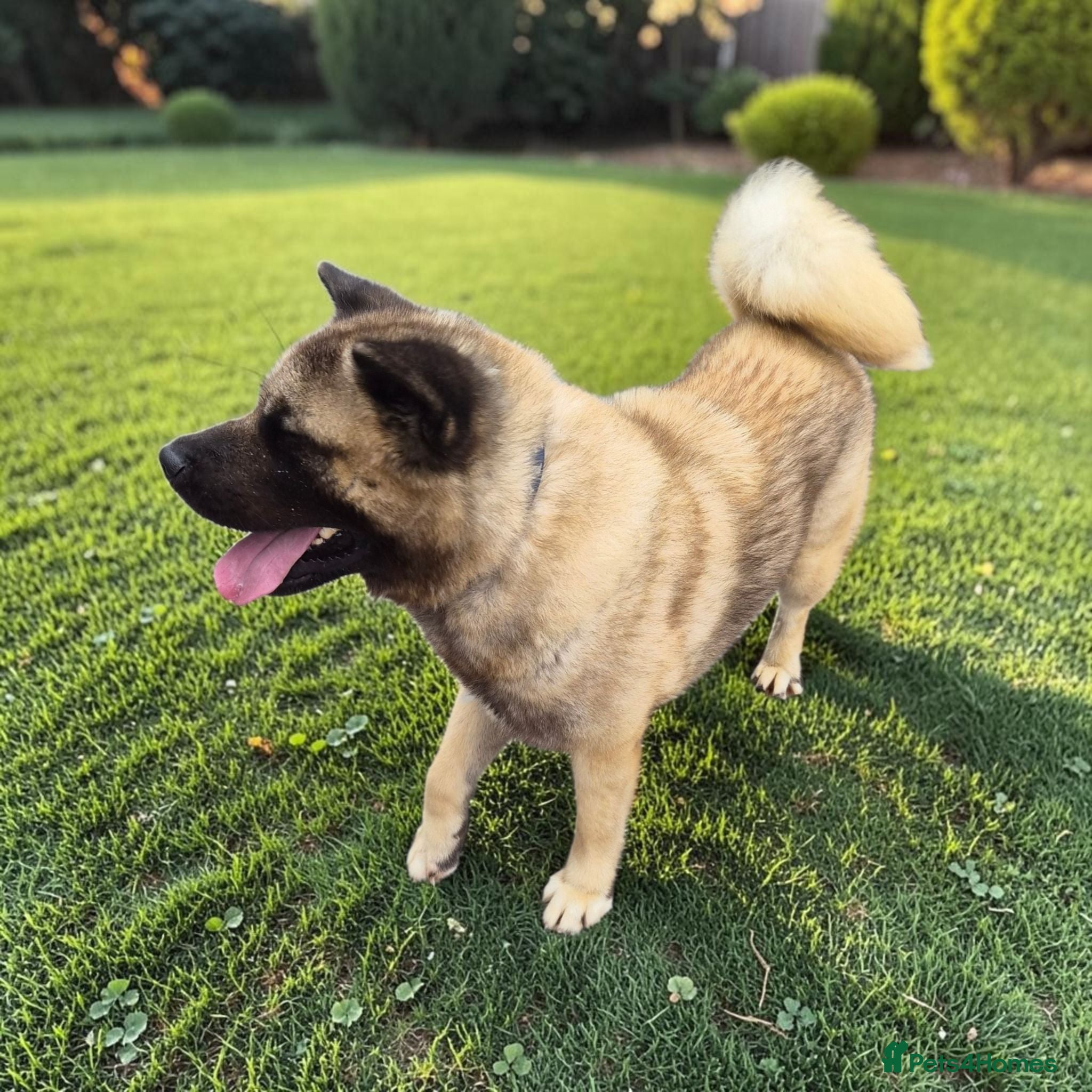 Akita dogs 🐾 Proven Male Akita Excellent Stud Opportunity 🐾 - Advert 1