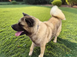Akita dogs 🐾 Proven Male Akita Excellent Stud Opportunity 🐾 - Advert 2