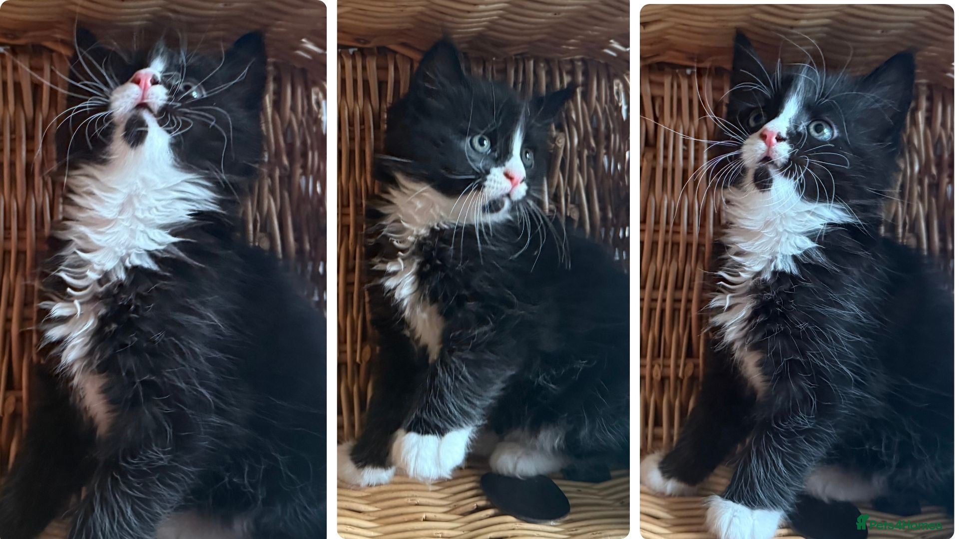 Mixed Breed cats Maine Coon Mixed Kittens Tabby & Tuxedo Richmond - Advert 2