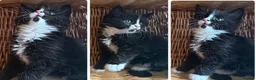 Mixed Breed cats for sale: Maine Coon Mixed Kittens Tabby & Tuxedo Richmond - Advert 32