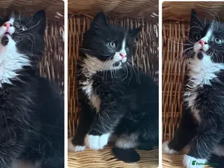 Mixed Breed cats Maine Coon Mixed Kittens Tabby & Tuxedo Richmond - Advert 2