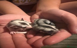 Sugar Glider rodents for sale: Pair of Male Sugar Glider Babies - Image 1