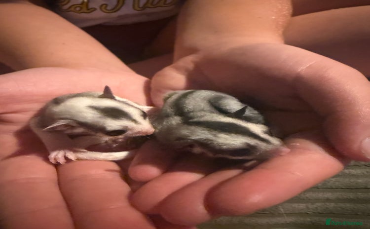 Sugar Glider rodents - Advert 1