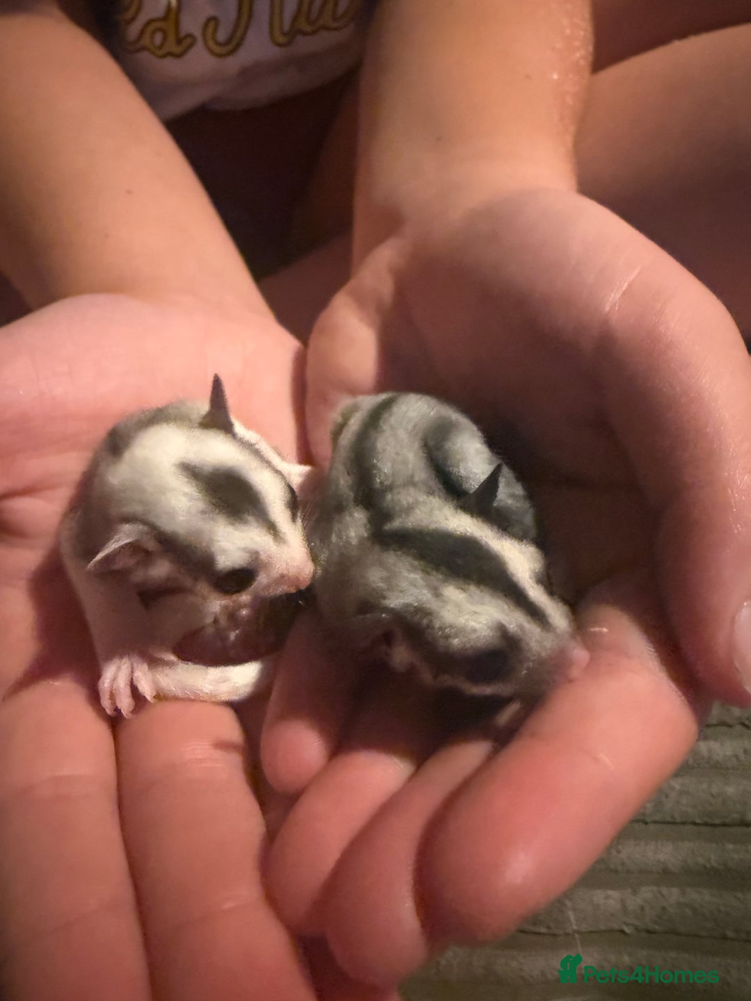 Sugar Glider rodents for sale: Pair of Male Sugar Glider Babies - Image 1