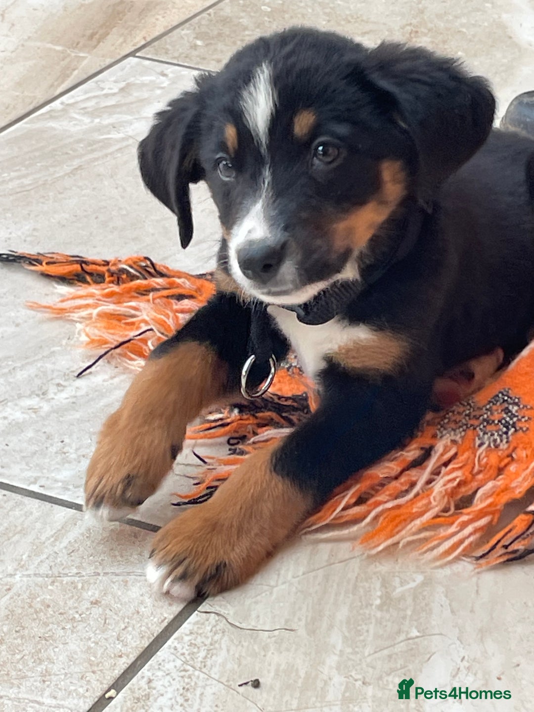 Bernese Mountain Dog dogs for sale: Boys and girls available.  - Image 20