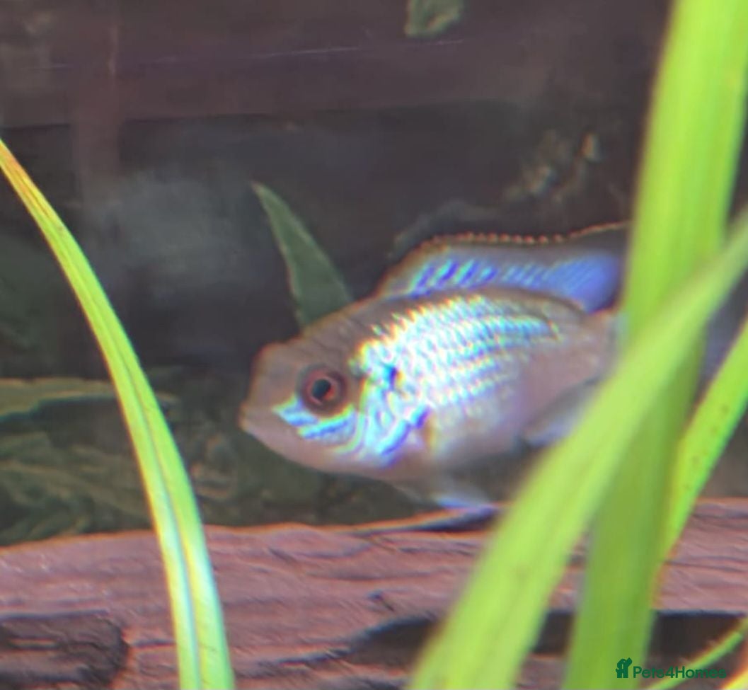 Cichlids fish Electric blue acara (homebred) - Advert 1
