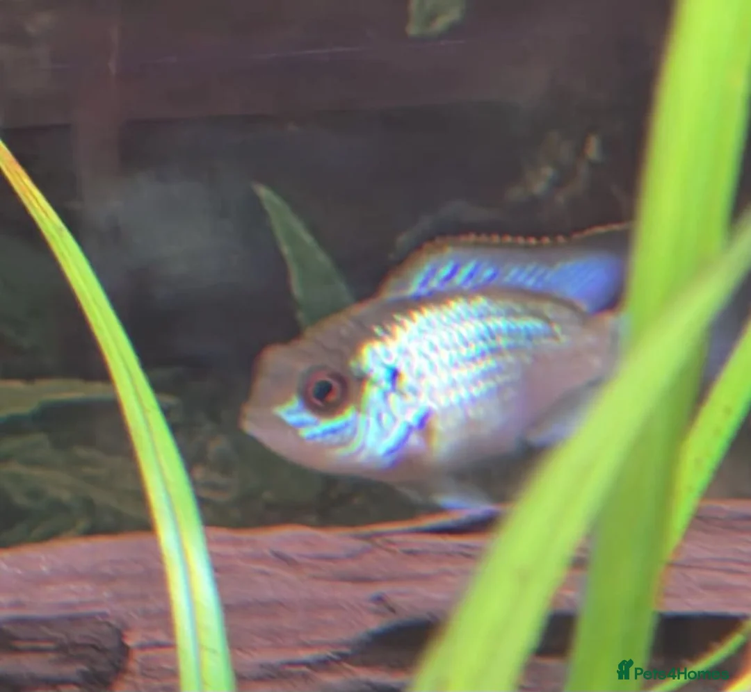 Cichlids fish for sale: Electric blue acara (homebred) in Sutton-in-Ashfield - Advert 1