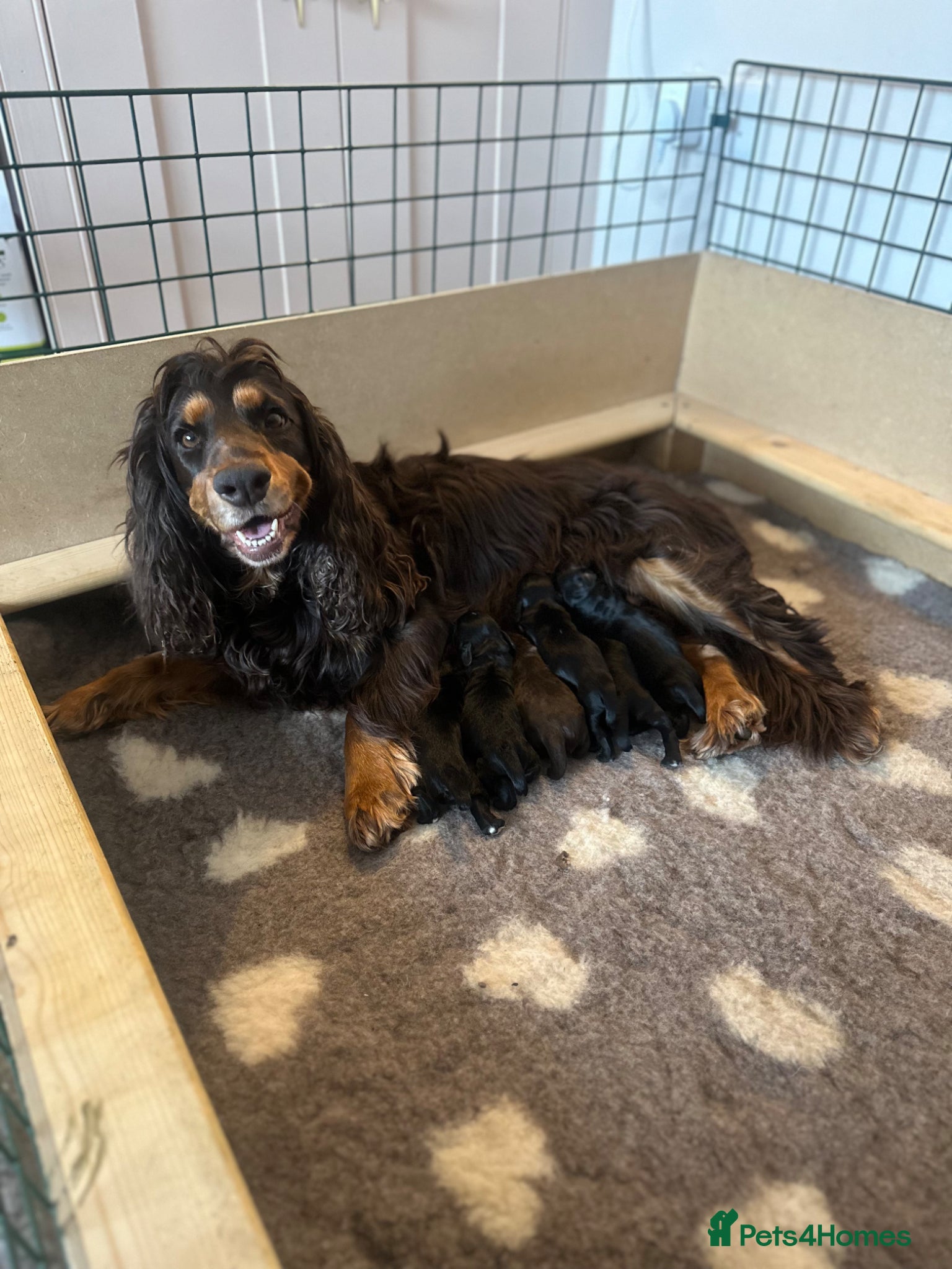 Cocker Spaniel dogs KC Registered Working Cocker Spaniel Puppies - Advert 1