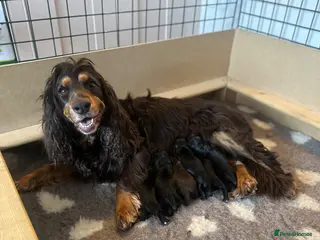 Cocker Spaniel dogs KC Registered Working Cocker Spaniel Puppies - Advert 2