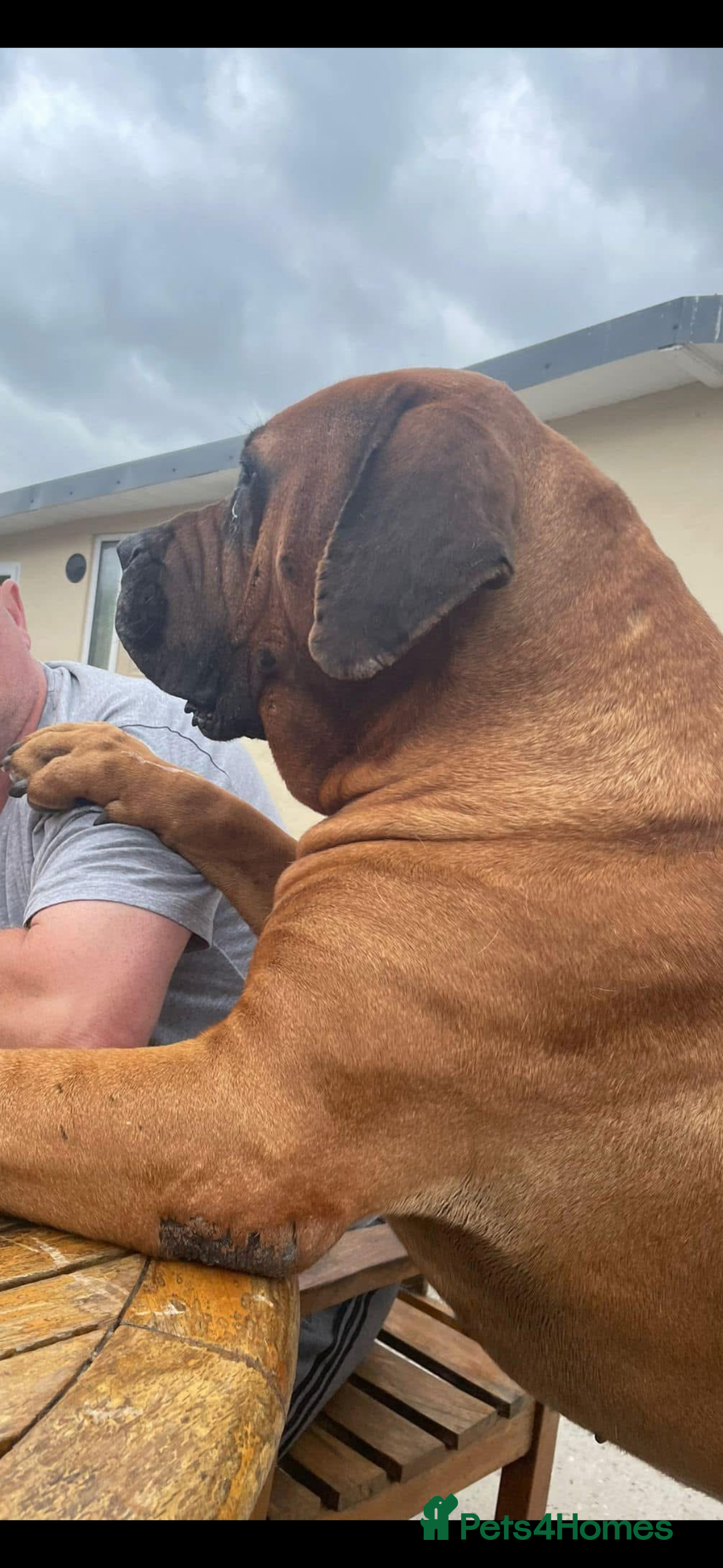 Boerboel dogs for sale: QUALITY NABBR REGISTERED PUPS!  - Advert 16