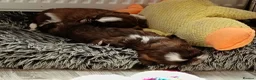 Shih Tzu dogs for sale: Two Beautiful Girls  - Advert 11