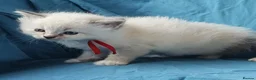 Siberian cats for sale: Soft and fluffy Siberian Neva Masquerade Kittens - Advert 38