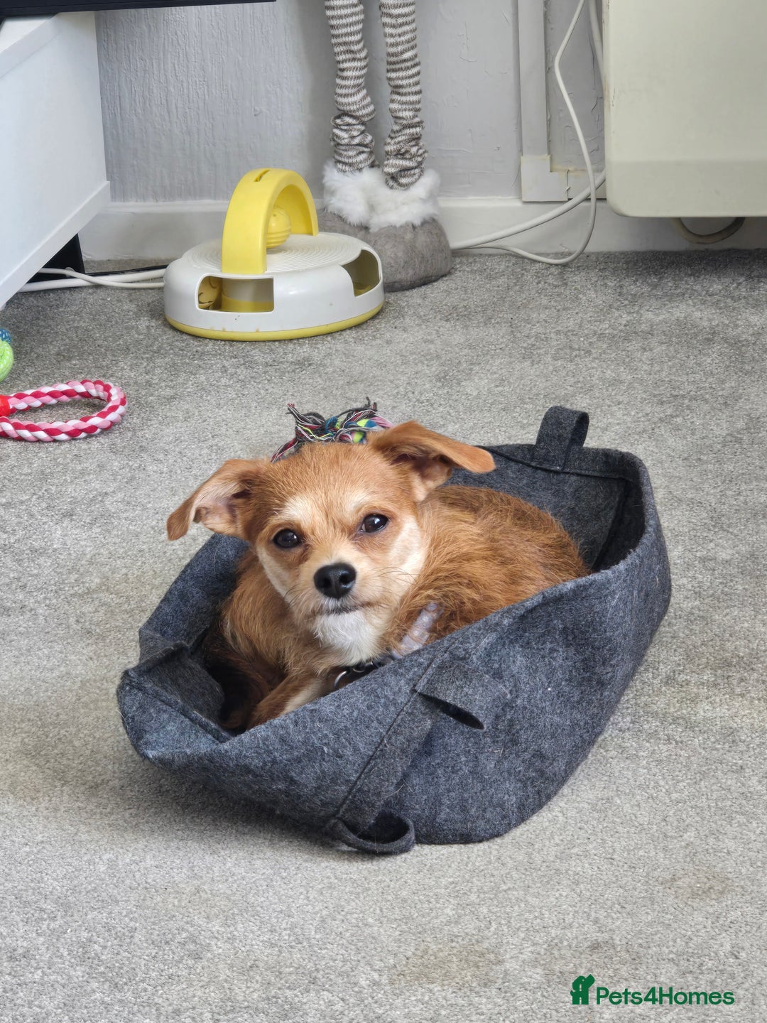 Chipoo dogs for sale: Beautiful boy needs a home - Image 2