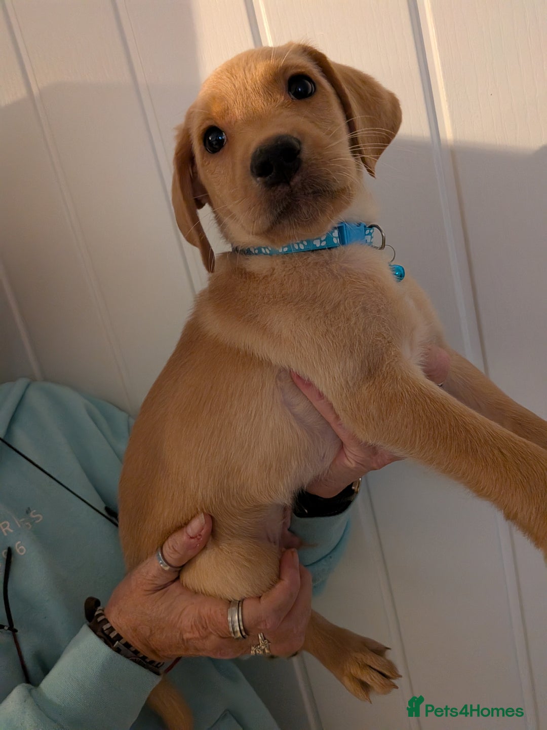 Labrador Retriever dogs for sale: 9 stunning Labrador retrievers 8 weeks old  - Advert 14