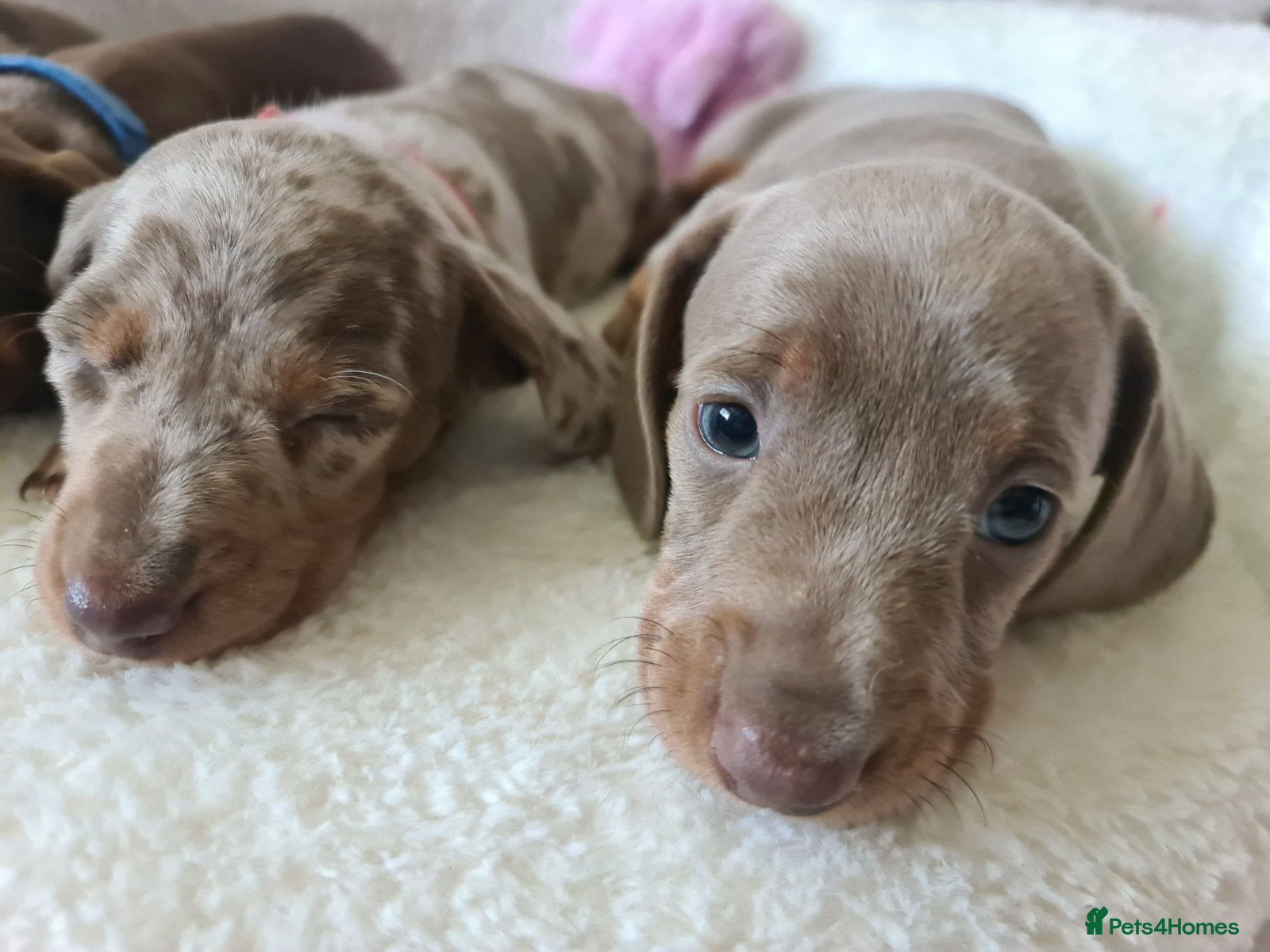 Dachshund dogs KC miniature smooth haired DNA tested dachshunds  - Advert 2