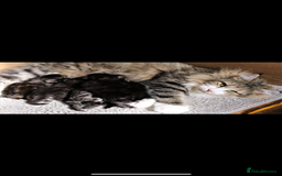 Norwegian Forest Cat cats for sale: Full FIFe pedigree Norwegian Forest Kittens  in Normanton - Image 33