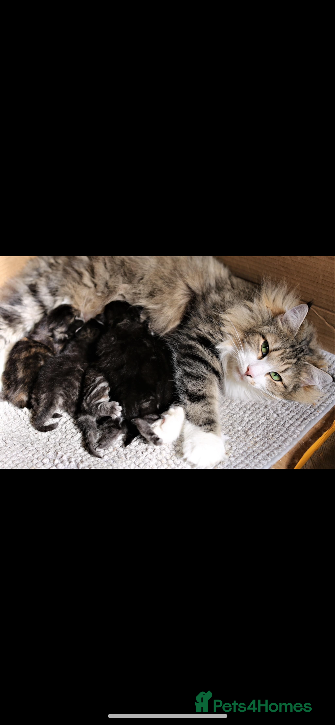 Norwegian Forest Cat cats for sale: Full FIFe pedigree Norwegian Forest Kittens  in Normanton - Image 33