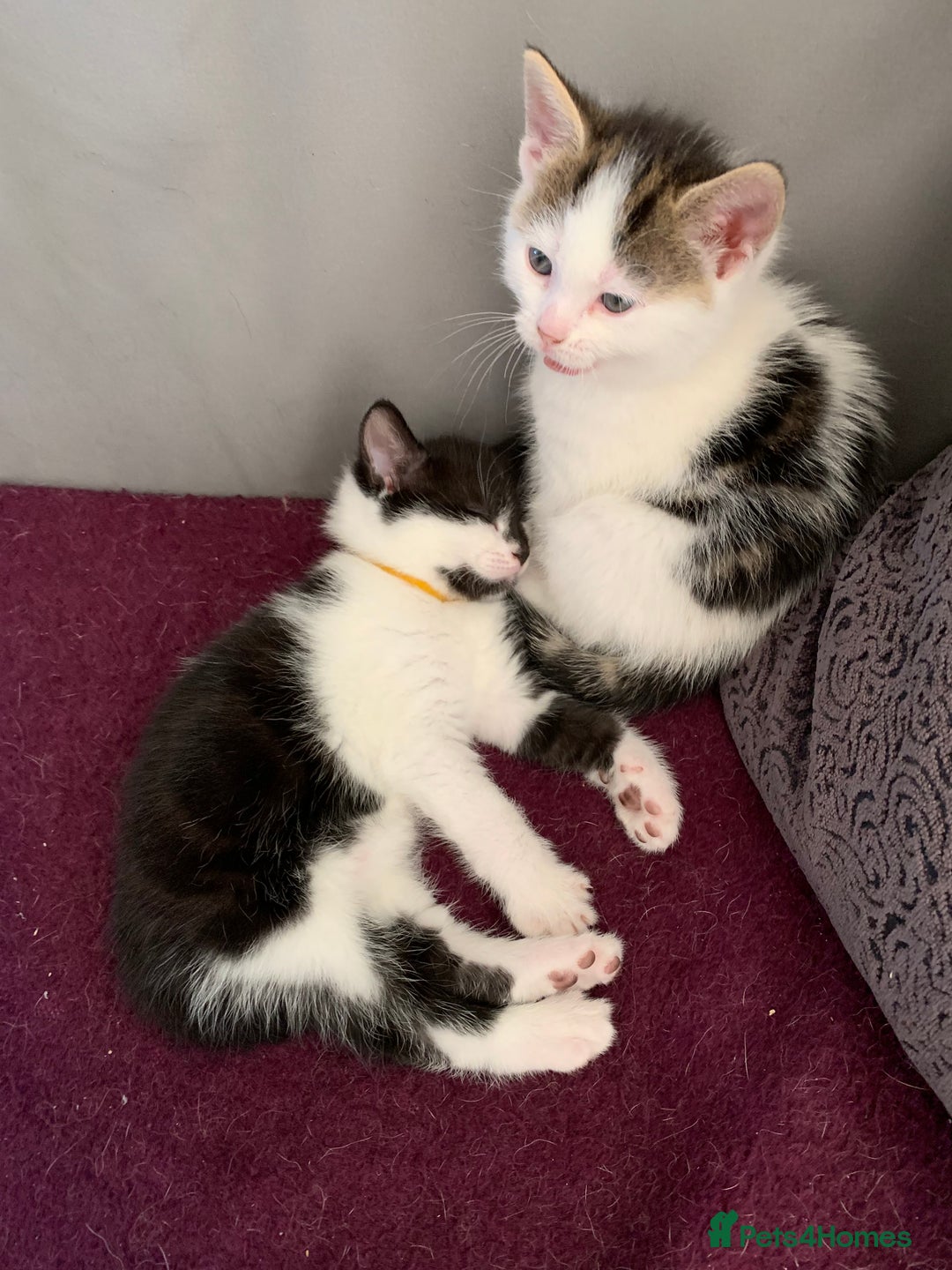 British Shorthair cats for sale: Gorgeous Kittens  - Image 18