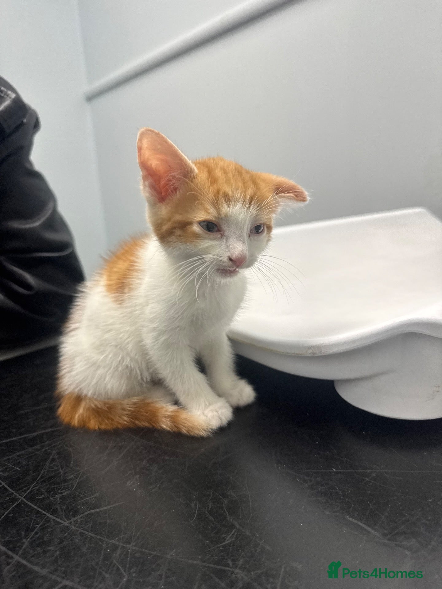 Mixed Breed cats Looks at description! - Advert 1