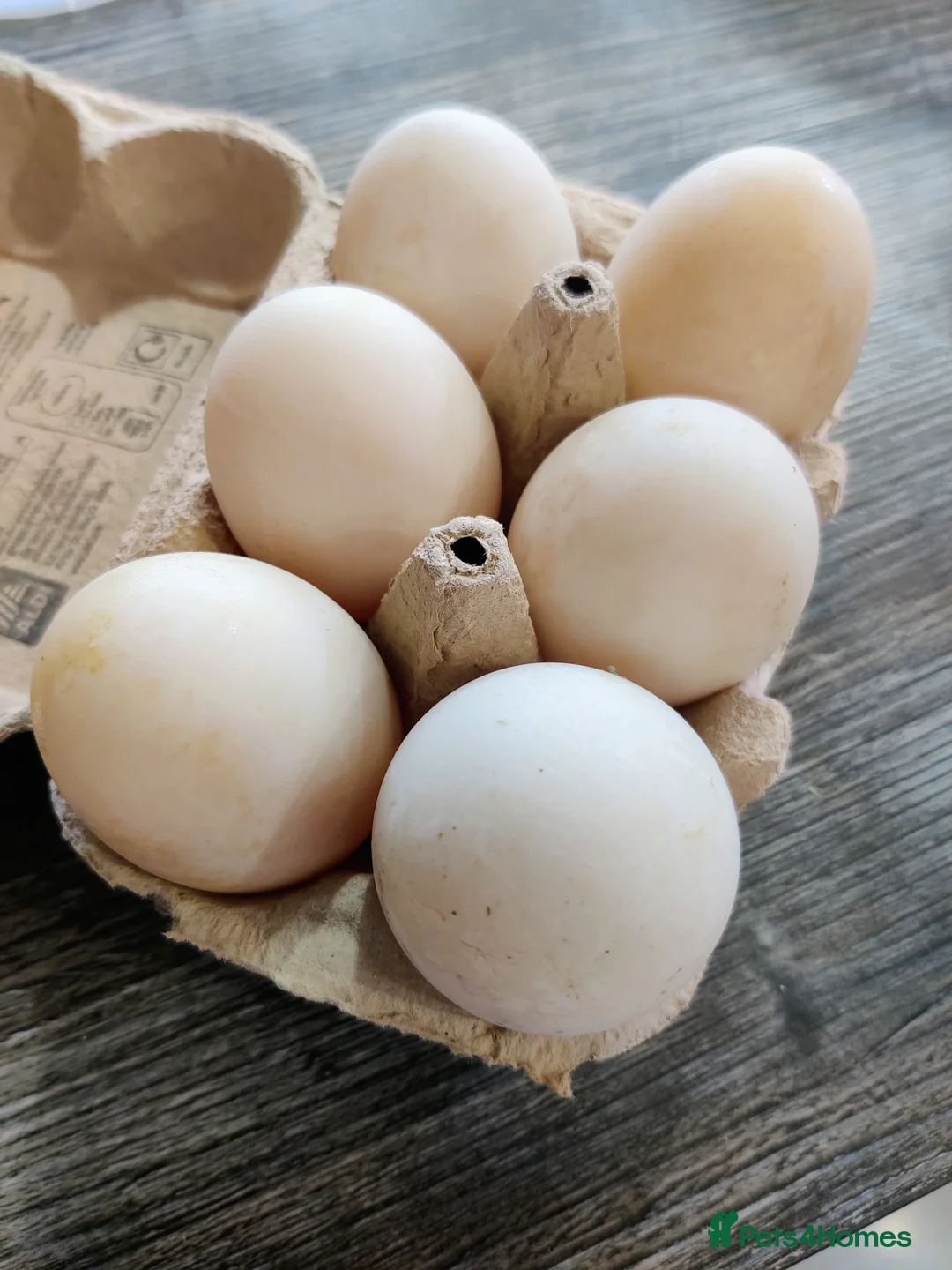 Ducks poultry for sale: Runner duck and Runner x Campbell hatching eggs. in Frinton-on-Sea - Advert 2