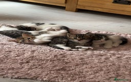 Mixed Breed cats for sale: Kittens for sale  - Image 4