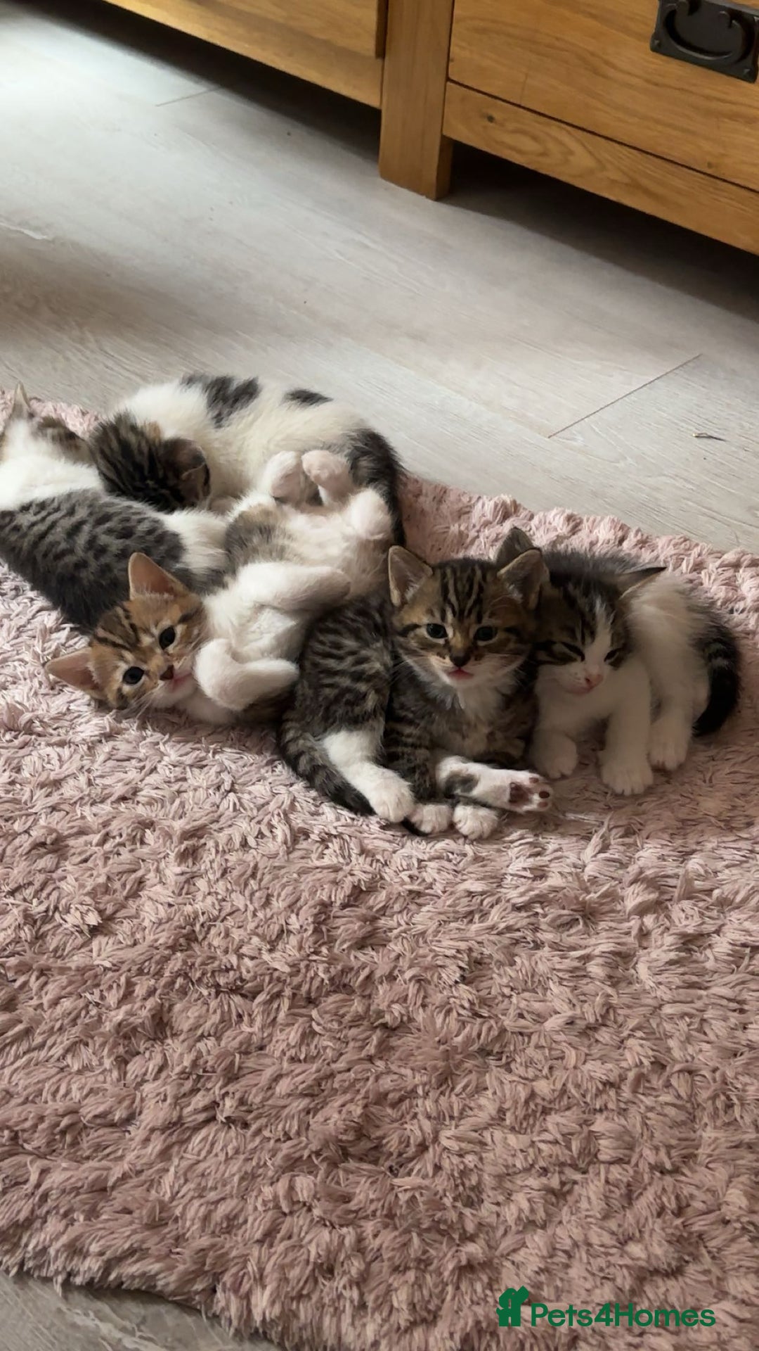 Mixed Breed cats for sale: Kittens for sale  - Image 4