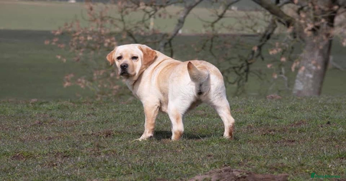 Labrador Retriever for sale in Biggar Pets4Homes