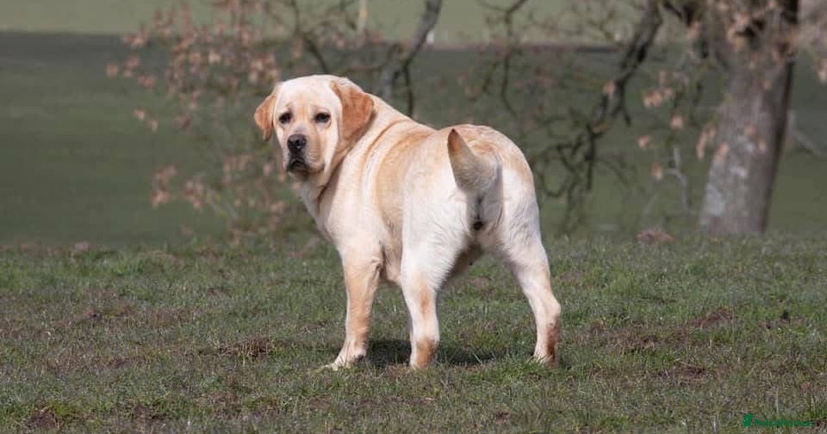 Labrador Retriever for sale in Biggar Pets4Homes