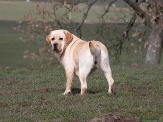 Labrador Retriever dogs - Advert 6